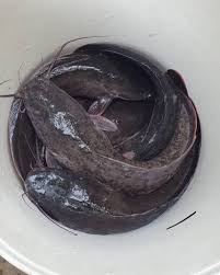 CATFISH